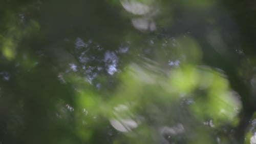 Fokus auf Veränderung der Walddschungelvegetation