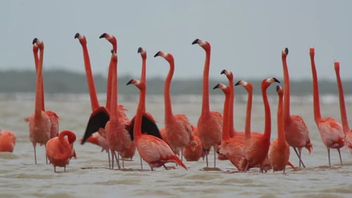 Flamant rose Mexique Wildlife Bird 10