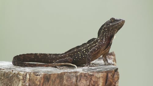 Eidechse Mexiko Wildlife 5