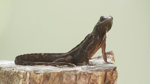 Lizard México Wildlife 7