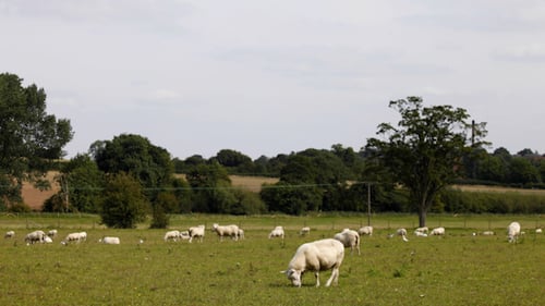 Sheep 00