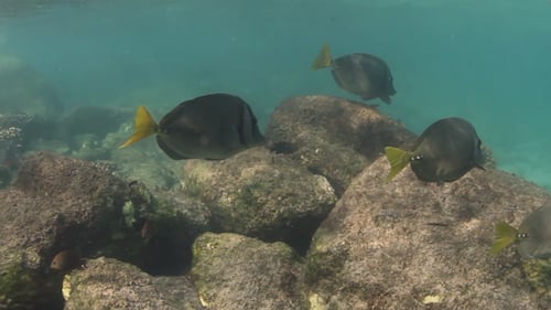 Snorkel Underwater Caribbean Beach Mexico 19