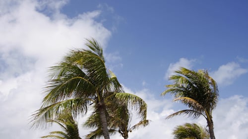 Miami Palms Blowing 01