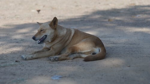 Dog Resting in the Shade on Dirt