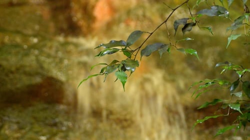 Waterfall & Leafs