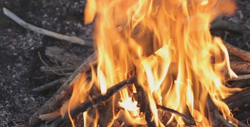 Fire In Forest - 2