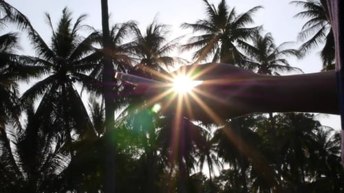 Hand Using Smart Phone Against The Sun And Palm