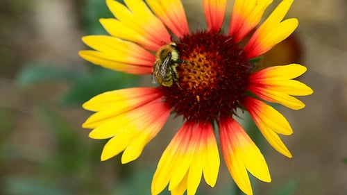 Working bumblebee 1