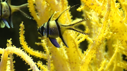 Banggai Cardinalfish Swimming Near Yellow Coral