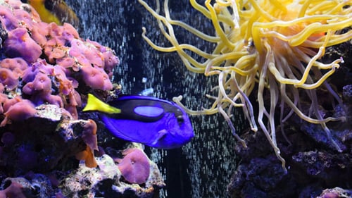 Fish & Aquarium