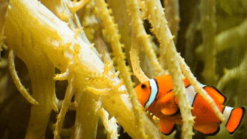 Fische