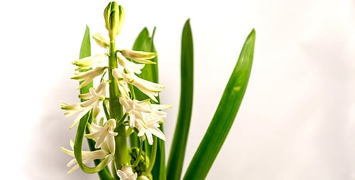 Hyacinth Flower Blooming Time Lapse