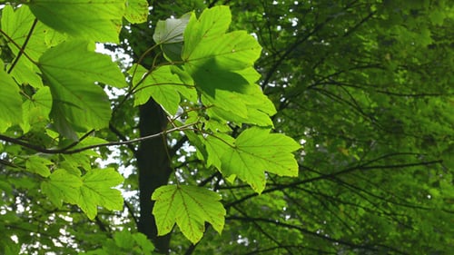 Bright Green Leaves Swaying in the Wind