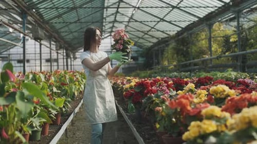 Woman Sprays Beautiful Flowers in Greenhouse