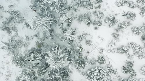 Winter Snowfall in Mountains