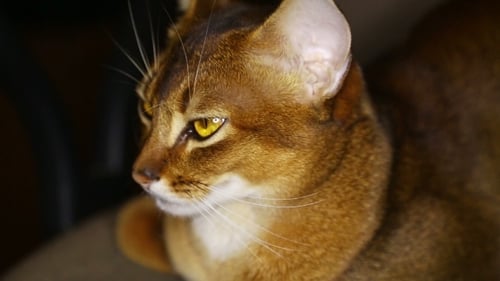Abyssinian Cat
