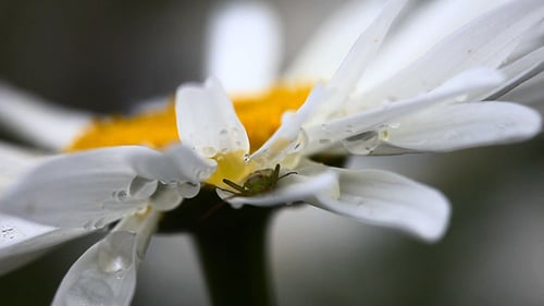 Bug between the petals of chamomile