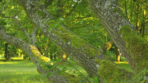 Tree & Park