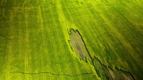 Blooming rapeseed field. With flooded areas. Aerial photography.