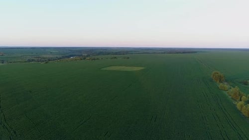 Aerial View Over a Green Corn Field Drone Flies Over Agricultural Corn Field