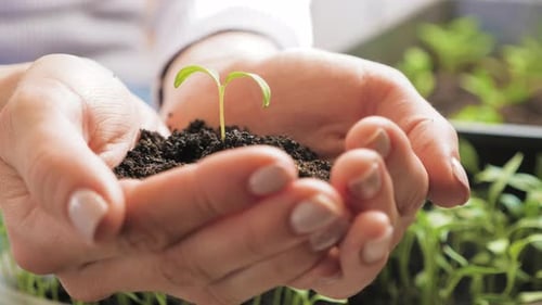 Crescimento de plantas