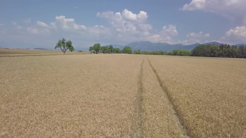 Road in Wheat Field in Summer Country
