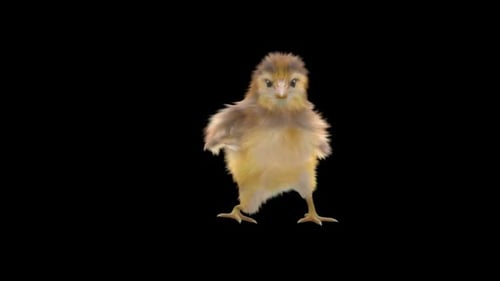 Cute Fluffy Chick Dancing Animation Loop