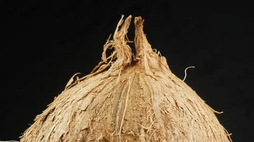 Close Up View of a Coconut Fruit