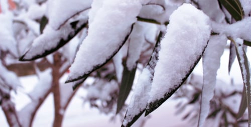 Snow on the Leaf 2