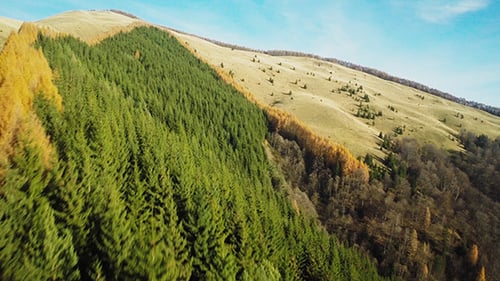 Forest Trees in the Autumn