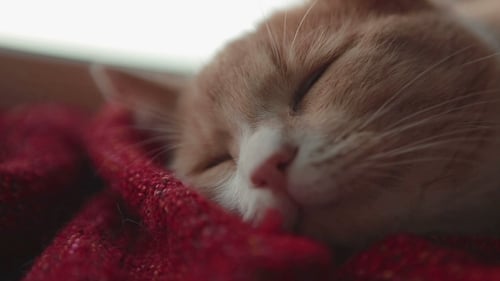 Ginger Cat Sleeps Soundly on Red Blanket