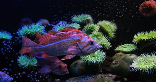 Canary Rockfish, sebastes pinniger, Real Time 4K