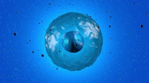 3D Animation of a Human Cell and Nucleus in Microscopic Fluid