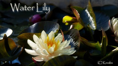 White Water Lily Blossom in Pond