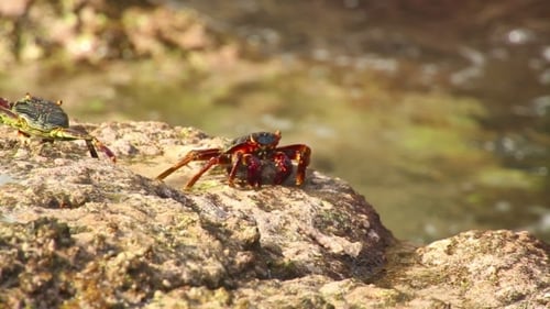 Crabes sur le rocher