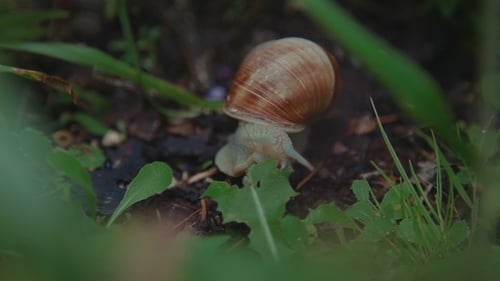 Garden Snail Crawling in Lush Green Grass