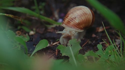 Snail In The Grass