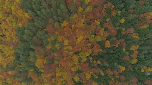 Forest with Autumn Colors