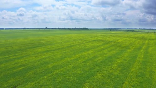 Flying Over The Field