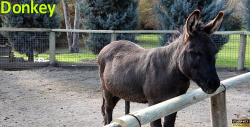 Donkey Standing Near Fence on Sunny Day