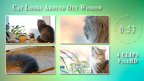 Katze schaut sich aus dem Fenster um (4 Artikel)
