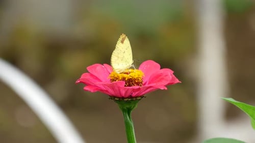Butterfly Rests on Pretty Pink Flower