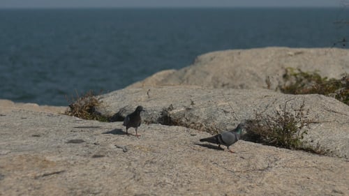 Pigeon On Rock