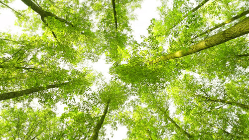 Lush Green Forest Canopy View from Below