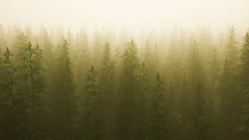 Plantation of Cannabis in Deep Fog