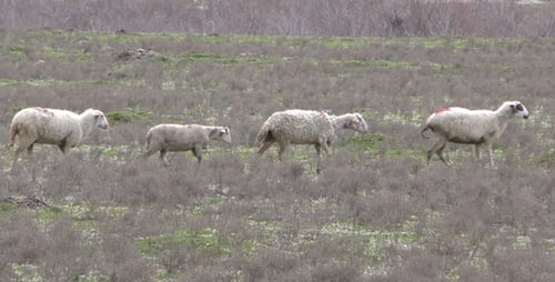 Sheep in Nature 3