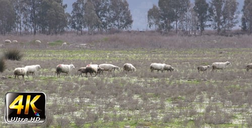 Sheep in Nature 2