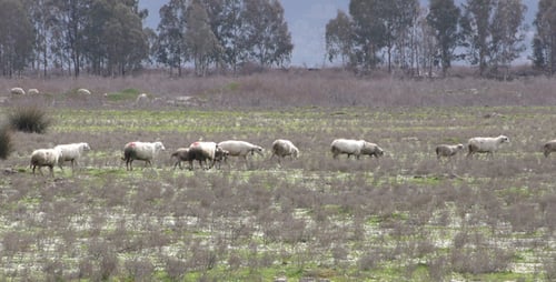 Mouton dans la nature 2