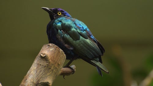 Bird