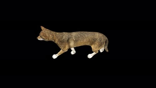 4K Wolf Walk Top View